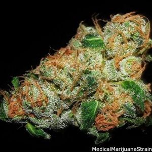 Meet your Posher, Jake